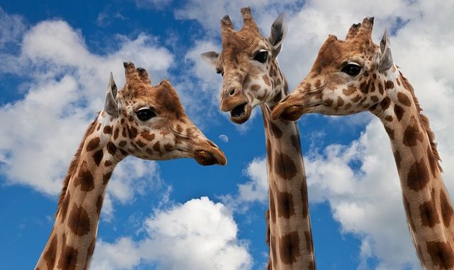giraffes-627031_640