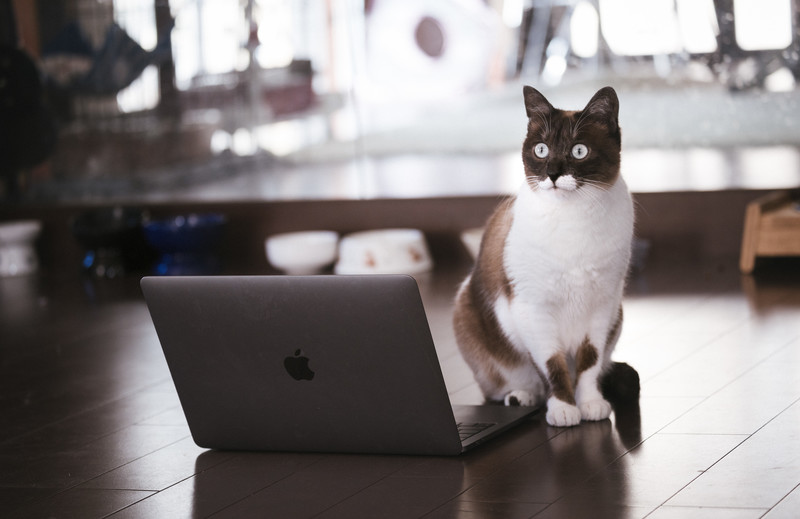 cat126IMGL6389_TP_V4