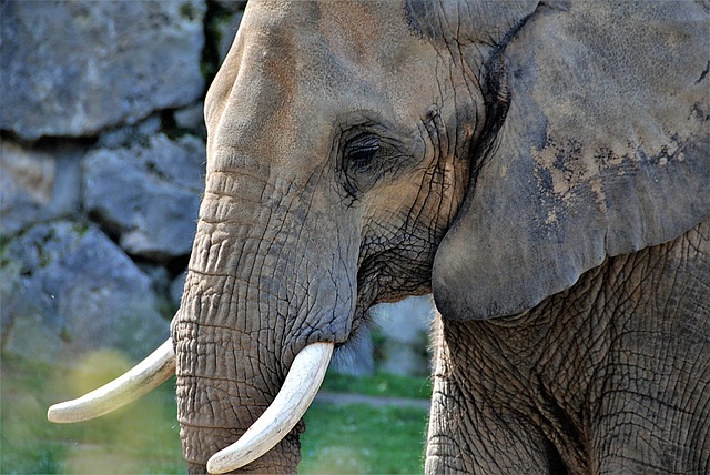 elephant-3292752_640