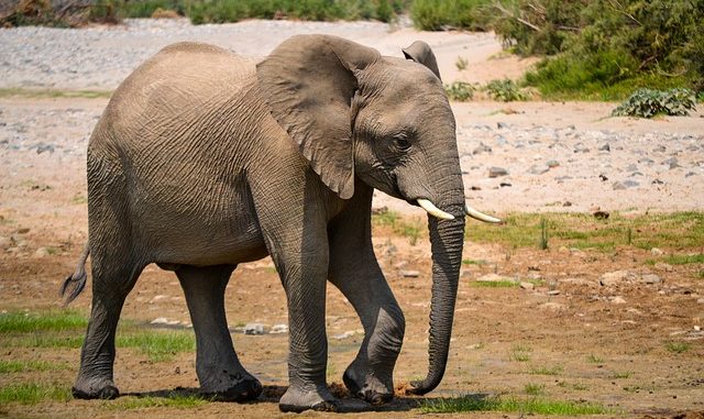 elephant-3100988_640-640x381