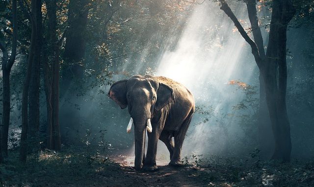 elephant_20180607