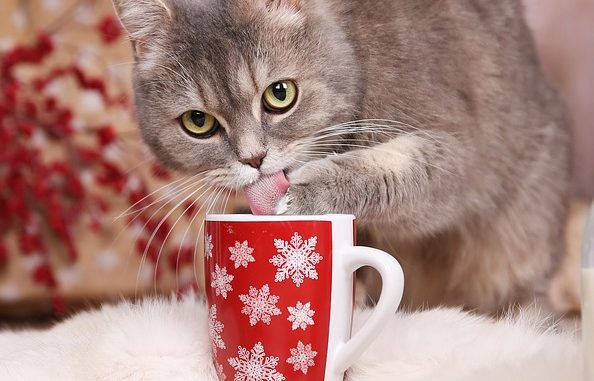 cat-3131956_960_720