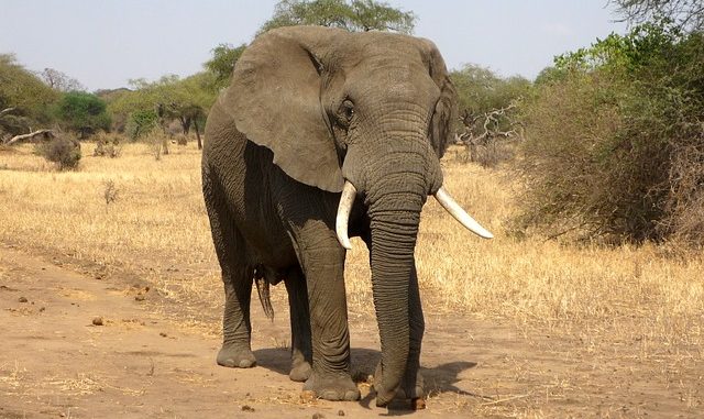 elephant_20180702
