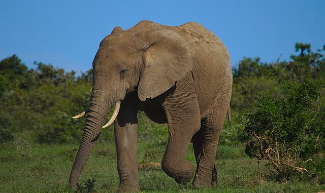 elephant_20180817