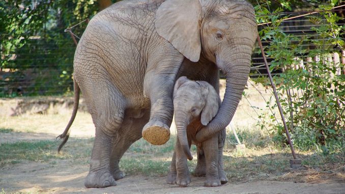 elephant20180928-2