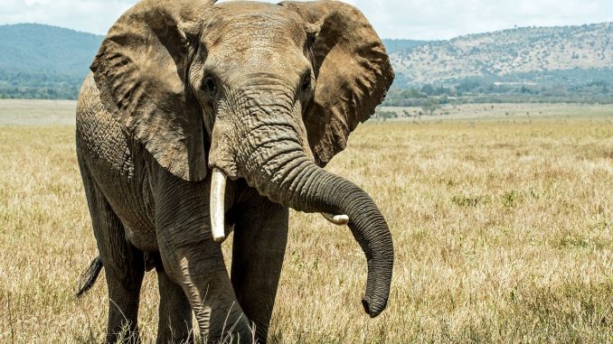 elephant-20181016-1