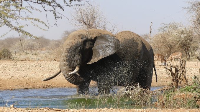 elephant-20181016-2