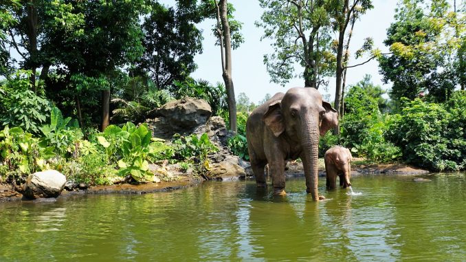 elephant-20181106-1