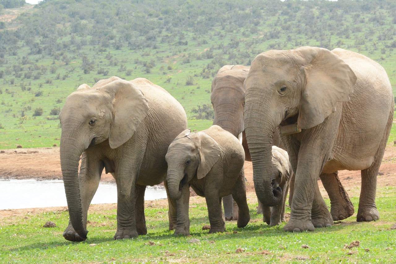 Elephant present. Слоны. Слоны млекопитающие. Хоботные (млекопитающие). Африканские слоны.