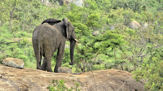 elephant-20181206-2