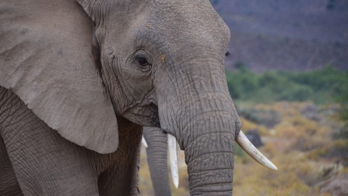 elephant-20190108-2