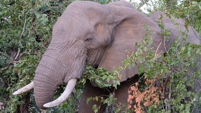 elephant-20190201-1