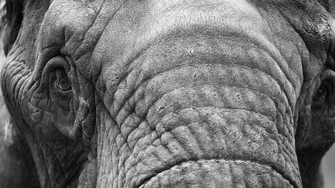 elephant-20190201-2