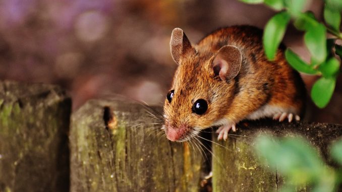 mouse-1708177_960_720