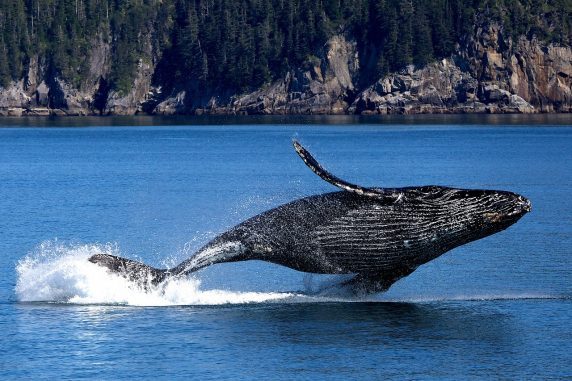 whale-20190531-1