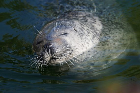 seal_20190628_1