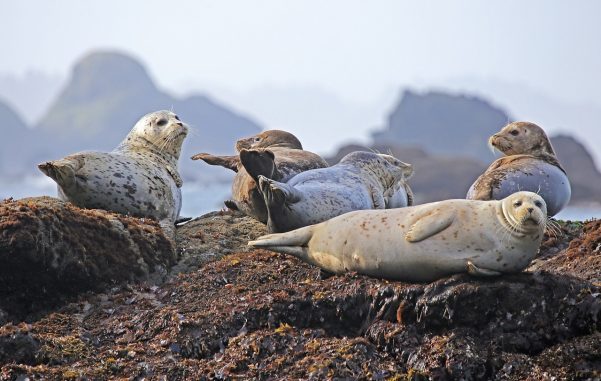 seal_20190628_2