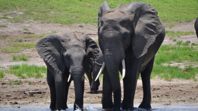 elephant-20190731-1