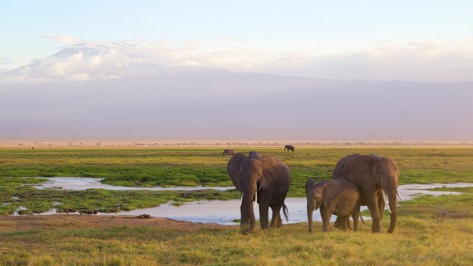 elephant-20190731-2