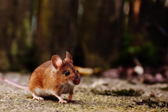 mouse-1708347_1920
