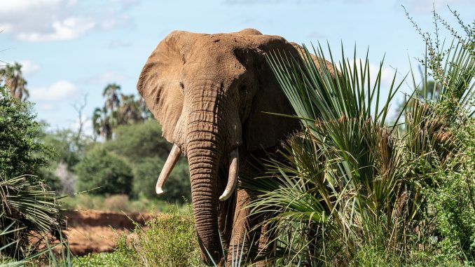 elephant-20190826-1