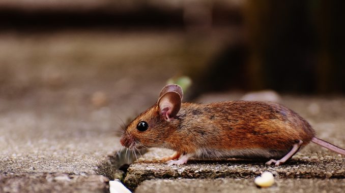 mouse-1708192_1920