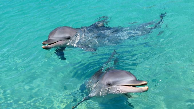dolphin-20191119-1