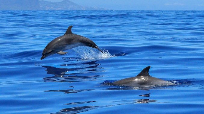 dolphin-20191119-2