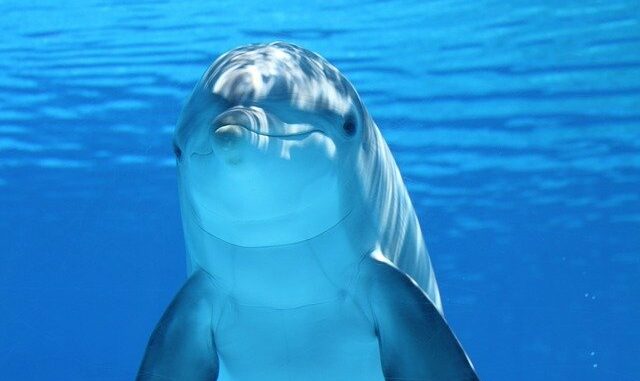 dolphin-203875_640