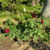 Red rose bush in a sunlit garden with several red blooms and dense green leaves.